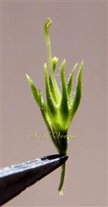  Pistil and Calyx